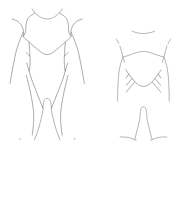 Main Suit